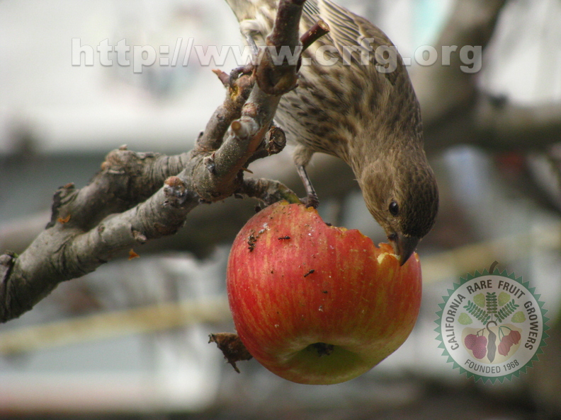 O17_Finch Eating An Apple