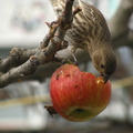 O17_Finch Eating An Apple