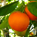 O18_Fremont mandarin