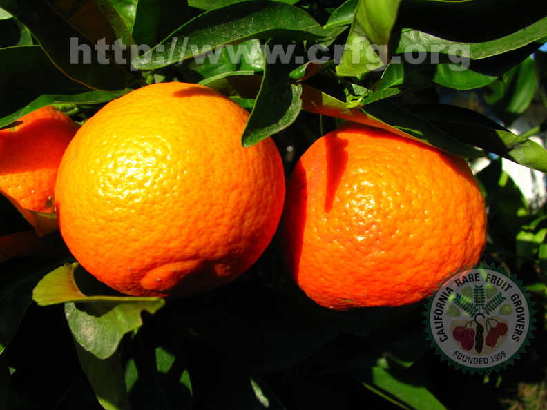 O22_Fremont mandarin