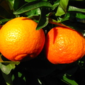 O22_Fremont mandarin