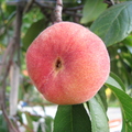 O24_Donut Peach