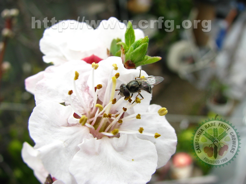 O29_Fly On Apricot Flower