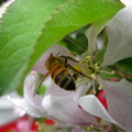 O31_Bee On Apricot Flower