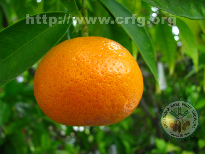O42_Fremont mandarin