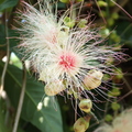 P08_ Syzygium sp.