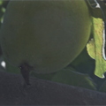 R01_Apple With Green Leaf