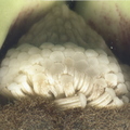 R15_Immature Cherimoya Stamens And Anthers_1