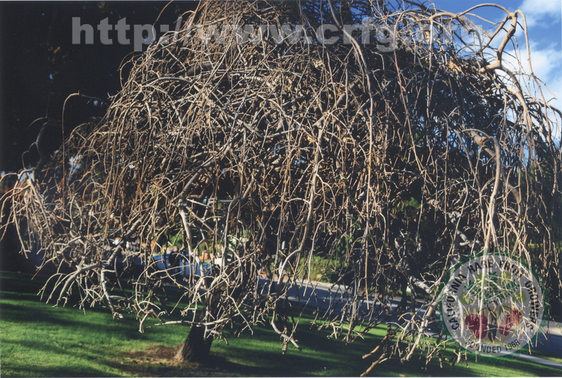 R19_Mulberry Tree In Winter