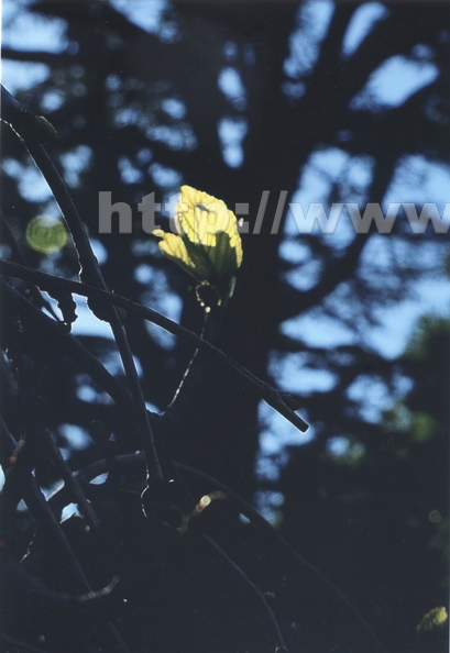 R20_Springtime Leaf On Mulberry Tree