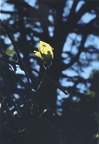 R20_Springtime Leaf On Mulberry Tree