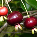 S02_Brazilian Cherries Three