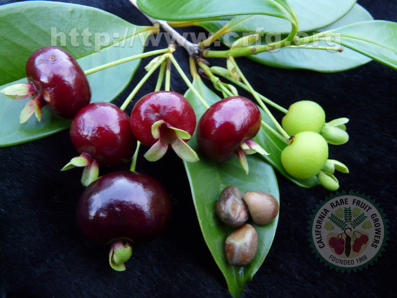 S03_Brazilian_Cherry_different_stages_ripening_with_seeds.jpg