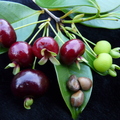 S03_Brazilian Cherry different stages ripening with seeds