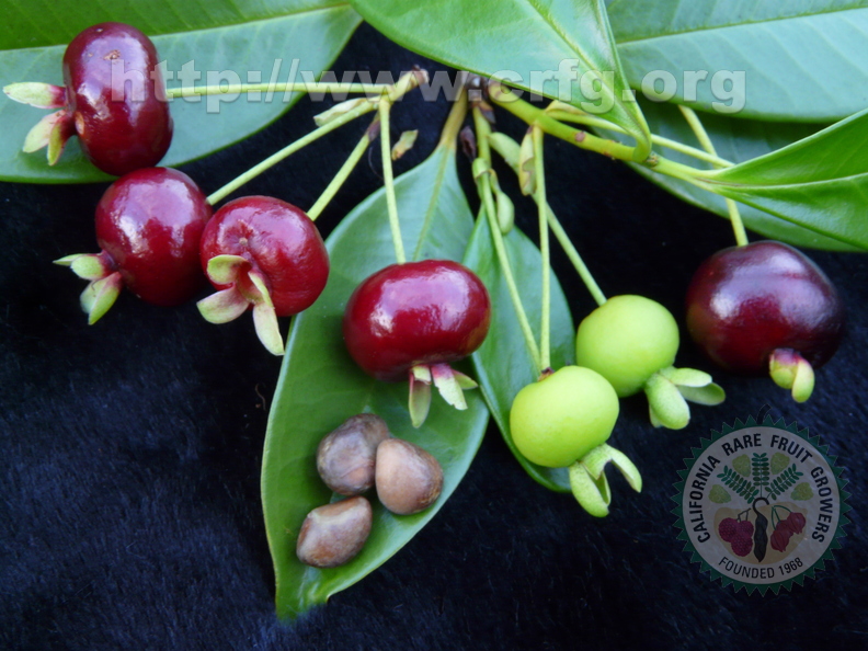 S04_Brazilian_Cherry_different_stages_ripening_with_seeds_2.jpg