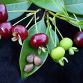 S04_Brazilian Cherry different stages ripening with seeds 2
