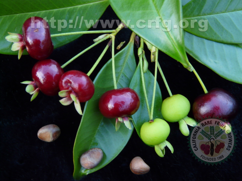 S05_Brazilian Cherry different stages ripening with seeds 3