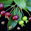 S05_Brazilian Cherry different stages ripening with seeds 3
