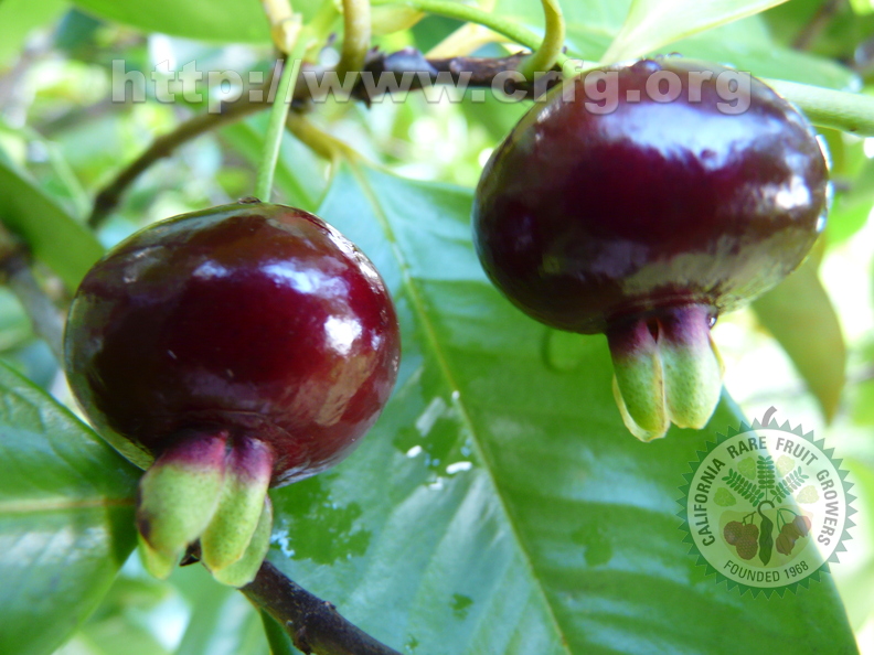 S06_Brazilian_Cherry_Two_Fruits_on_Tree.JPG