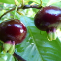 S06_Brazilian Cherry Two Fruits on Tree