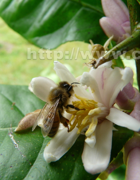 S07_Etrog_flower_with_bee_and_ant.jpg