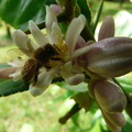 S09_Etrog flower with bee2