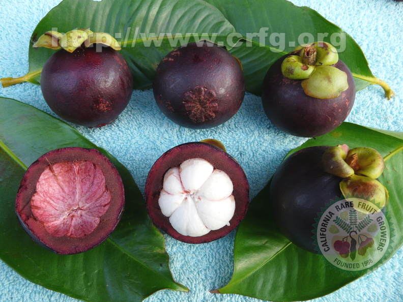 S14_Mangosteen_Crossection_with_Group.JPG