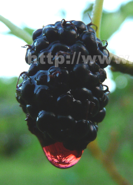 S15_Mulberry_Closeup_Dewdrop.jpg