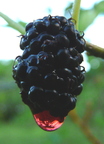 S15_Mulberry Closeup Dewdrop
