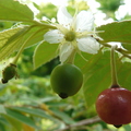 S16_Muntingia calabura flower and three stages of fruit