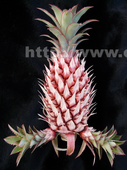 S20_Pineapple Variegated Ananas bracteatus var. alba