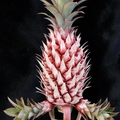 S20_Pineapple Variegated Ananas bracteatus var. alba