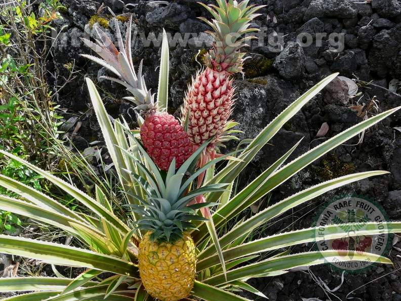 S21_Pineapples_3_colors_on_plant.jpg