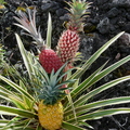S21_Pineapples 3 colors on plant