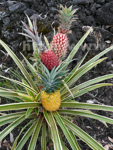 S22_Pineapples 3 colors on variegated plant