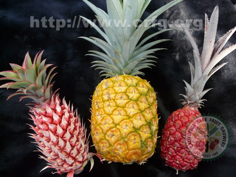 S23_Pineapples_3_colros_closeup_Ananas_bracteatus_var_alba-White_Sugarloaf-Red.jpg
