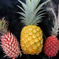 S23_Pineapples 3 colros closeup Ananas bracteatus var alba-White Sugarloaf-Red