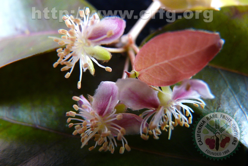 S28_Surinam Cherry Flowers