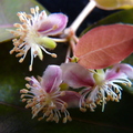 S28_Surinam Cherry Flowers