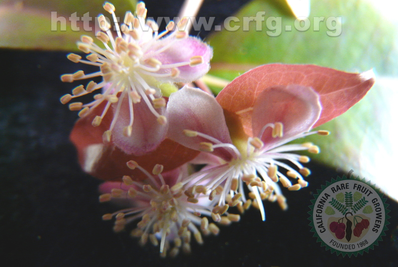 S29_Surinam Cherry Flowers2