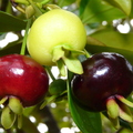 S30_Three Brazilian Cherries