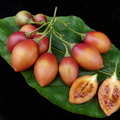 S32_Tree Tomato Cluster with Crossection2