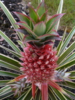 S33_Variegated Pineapple Fruit