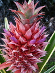 S34_Variegated Pineapple Fruit and Flowers Closeup
