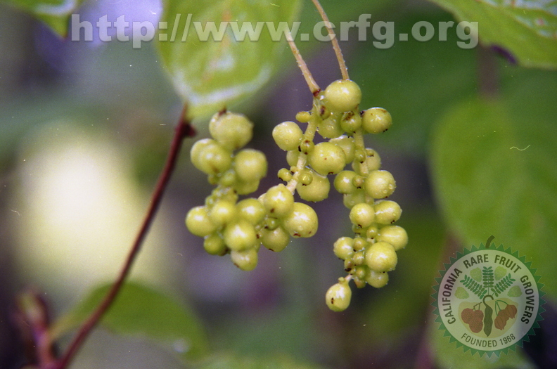 T02_Schisandra chinensis - Magnolia Vine immature fruit