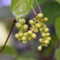 T02_Schisandra chinensis - Magnolia Vine immature fruit