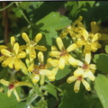 T05_Ribes aureum - Golden Currant