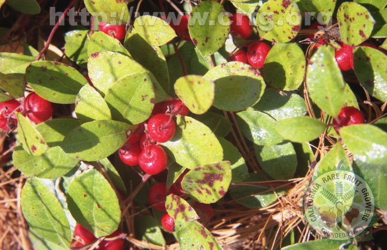 T06_Gaultheria procumbens - Wintergreen