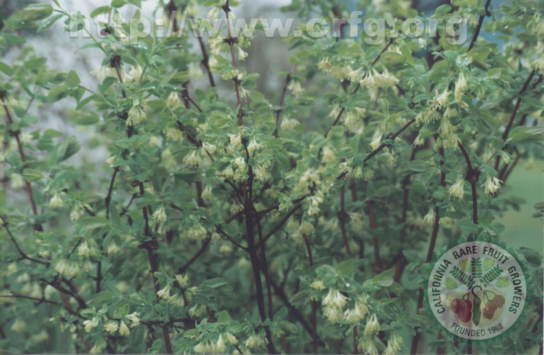 T07_Lonicera caerulea - Honeyberry