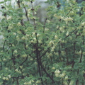 T07_Lonicera caerulea - Honeyberry